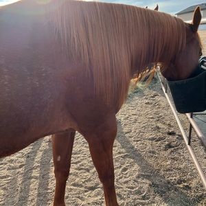 Meet your Posher, Gail